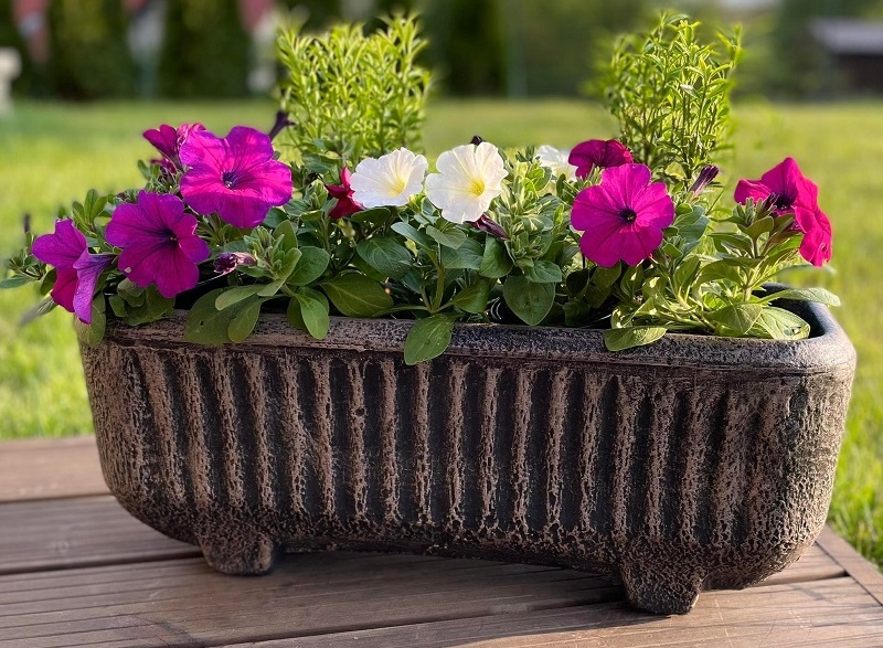 Krásné Petunie. Královny letních zahrad !