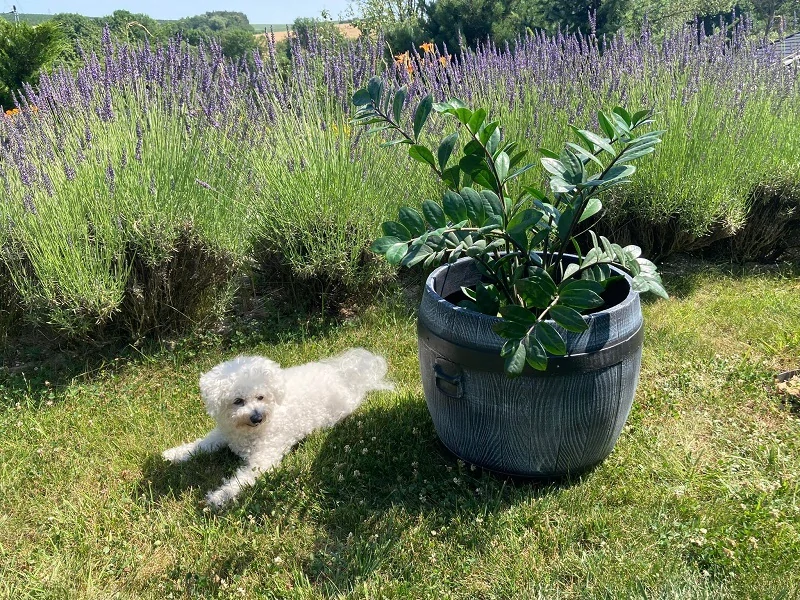 Roto BOLERO XL, soudek, imitace ŠEDÉHO dřeva