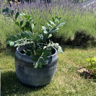 Roto BOLERO XL, soudek, imitace ŠEDÉHO dřeva